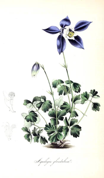 Botaniska Illustration Plantera Utiliores Eller Illustrationer Användbara Växter 1845 — Stockfoto