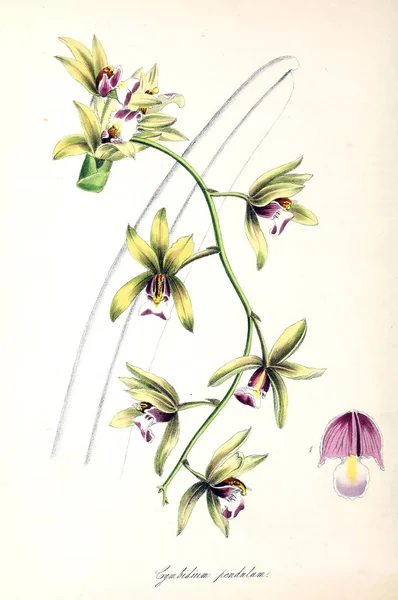 Botanická Ilustrace Rostliny Utiliores Nebo Ilustrace Užitečných Rostlin 1845 — Stock fotografie
