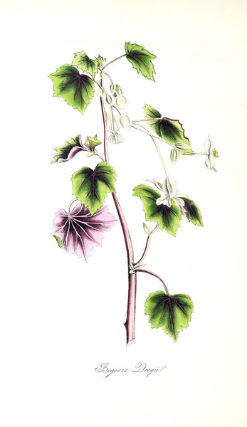 Ilustracji Botanicznych Roślina Utiliores Lub Ilustracje Roślin Pożytecznych 1845 — Zdjęcie stockowe