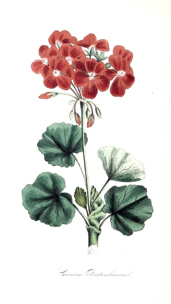 Illustrazione Botanica Utiliores Vegetali Illustrazioni Piante Utili 1845 — Foto Stock