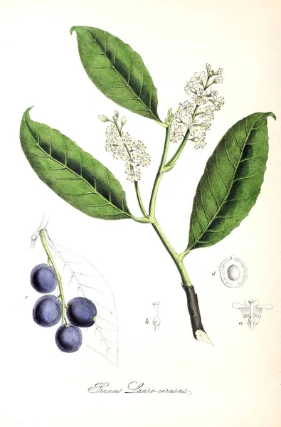 Illustration Botanique Utiliores Végétaux Illustrations Plantes Utiles 1845 — Photo