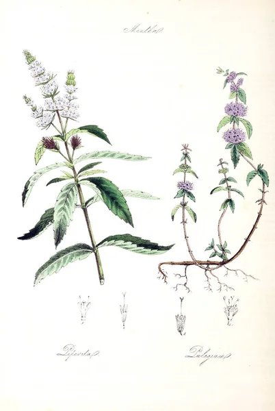 Illustration Botanique Utiliores Végétaux Illustrations Plantes Utiles 1845 — Photo