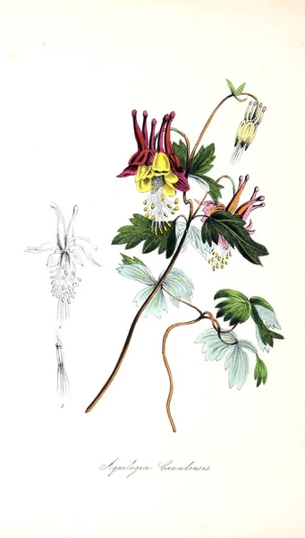 Illustration Botanique Utiliores Végétaux Illustrations Plantes Utiles 1845 — Photo