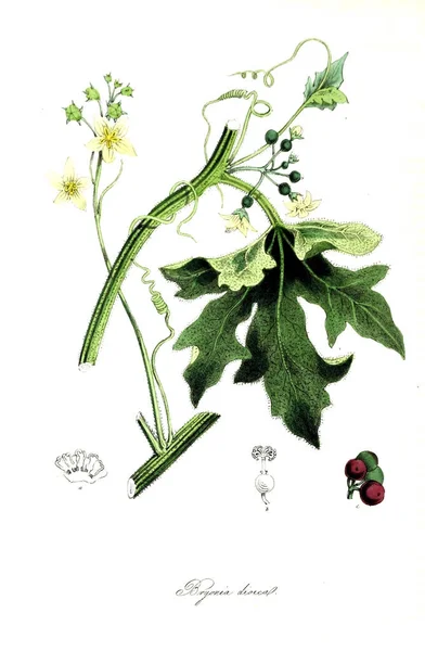 Botaniska Illustration Plantera Utiliores Eller Illustrationer Användbara Växter 1845 — Stockfoto