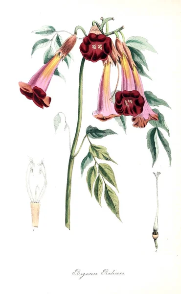 Botanik Illüstrasyon Bitki Utiliores Veya Illüstrasyonlar Yararlı Bitkiler 1845 — Stok fotoğraf