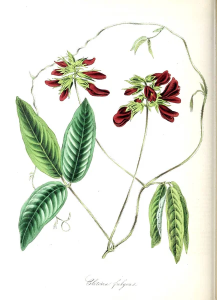 Botaniska Illustration Plantera Utiliores Eller Illustrationer Användbara Växter 1845 — Stockfoto