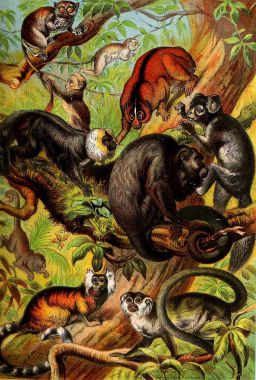 Memeliler Illustration. Tam içeren ve hayvanlar alemi 1880 açıklamalarını ilginç doğa, Johnson'ın ev kitap