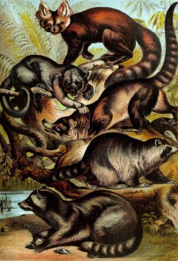 Memeliler Illustration. Tam içeren ve hayvanlar alemi 1880 açıklamalarını ilginç doğa, Johnson'ın ev kitap