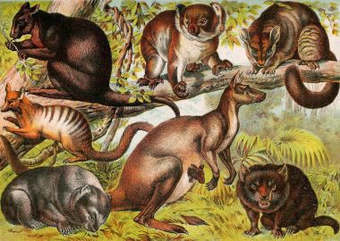 Memeliler Illustration. Tam içeren ve hayvanlar alemi 1880 açıklamalarını ilginç doğa, Johnson'ın ev kitap