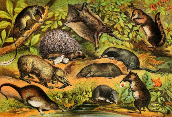 Illustrazione Dei Mammiferi Libro Famiglia Della Natura Johnson Contenente Descrizioni — Foto Stock