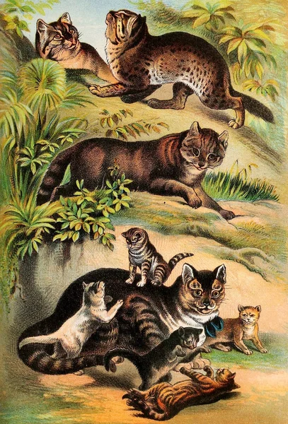 哺乳动物的例证 约翰逊的家庭书的性质 包含完整和有趣的动物王国的描述1880 — 图库照片