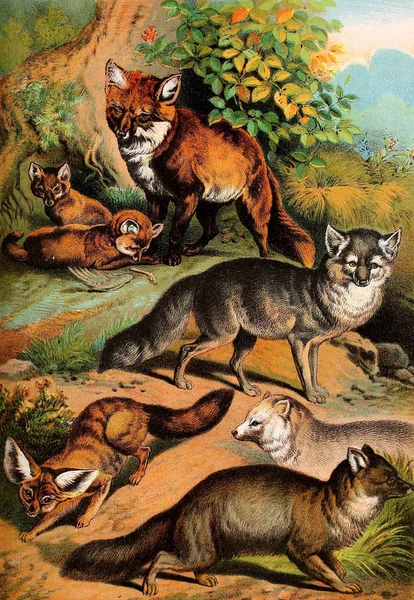 Illustration Von Säugetieren Johnson Housebook Nature Mit Vollständigen Und Interessanten — Stockfoto