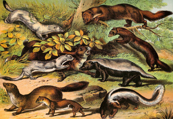 Иллюстрация млекопитающих. Домашняя книга Джонсона о природе, содержащая полные и интересные описания животного мира 1880 года
