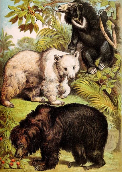 Illustratie Van Zoogdieren Johnson Huishoudelijke Boek Van Natuur Met Volledige — Stockfoto