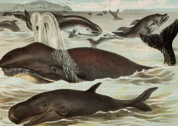 포유류의 그림입니다 전체를 동물의 1880의 설명의 존슨의 — 스톡 사진