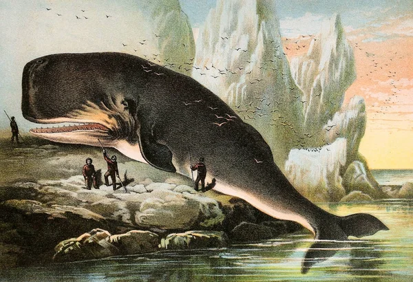 Illustration of mammals. Johnson's household book of nature, containing full and interesting descriptions of the animal kingdom 1880