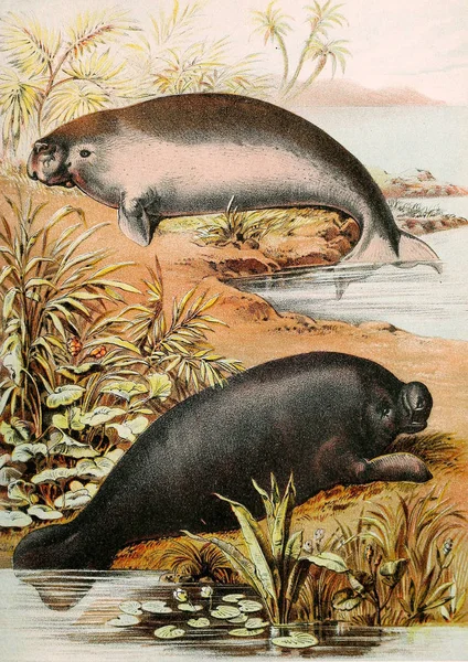 Illustration Von Säugetieren Johnson Housebook Nature Mit Vollständigen Und Interessanten — Stockfoto