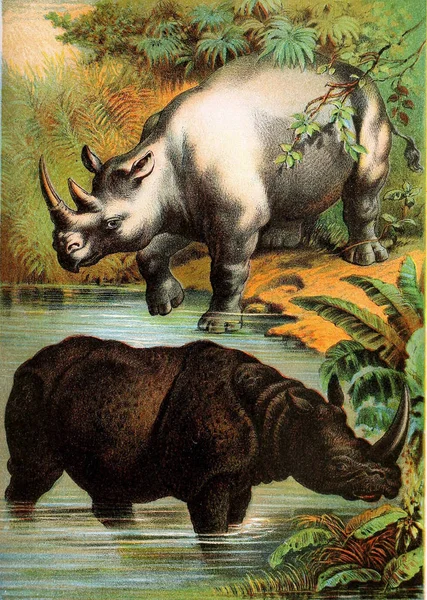 Illustrazione Dei Mammiferi Libro Famiglia Della Natura Johnson Contenente Descrizioni — Foto Stock