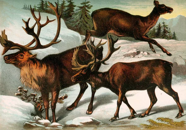 Memeliler Illustration Tam Içeren Hayvanlar Alemi 1880 Açıklamalarını Ilginç Doğa — Stok fotoğraf