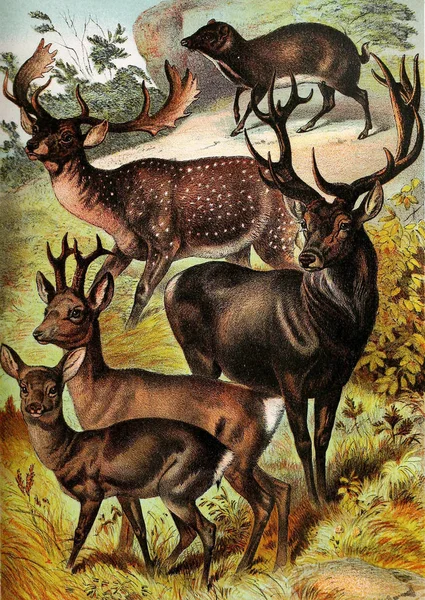 哺乳類のイラスト ジョンソンの家庭用自然 完全を含む 興味深い動物王国 1880 の説明集 — ストック写真