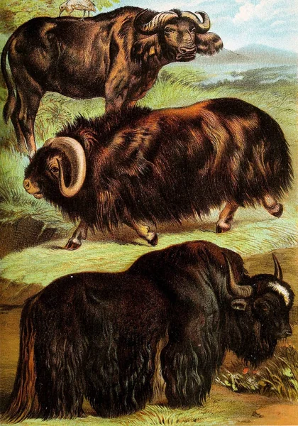 포유류의 그림입니다 전체를 동물의 1880의 설명의 존슨의 — 스톡 사진