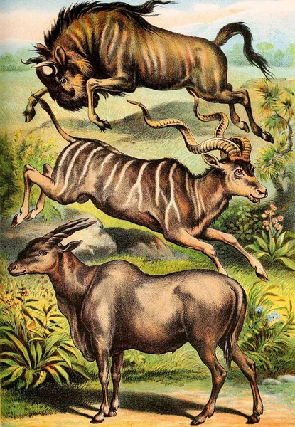 Illustrazione Dei Mammiferi Libro Famiglia Della Natura Johnson Contenente Descrizioni — Foto Stock