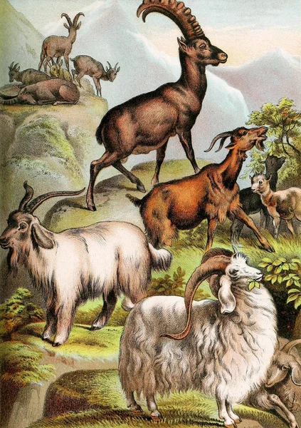 Ilustración Mamíferos Libro Familiar Johnson Naturaleza Que Contiene Descripciones Completas — Foto de Stock