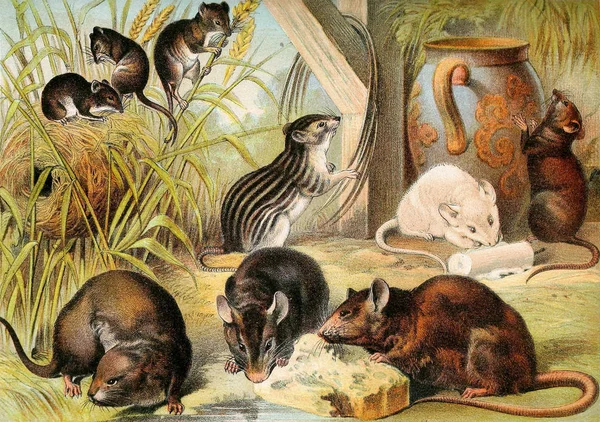 哺乳類のイラスト ジョンソンの家庭用自然 完全を含む 興味深い動物王国 1880 の説明集 — ストック写真