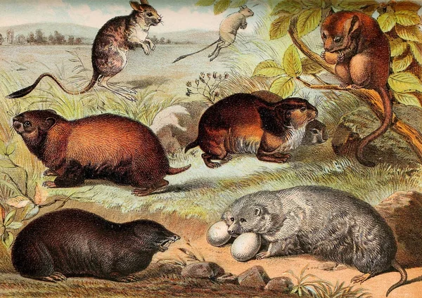 Illustrazione Dei Mammiferi Libro Famiglia Della Natura Johnson Contenente Descrizioni — Foto Stock