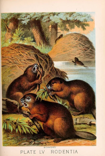 哺乳动物的例证 约翰逊的家庭书的性质 包含完整和有趣的动物王国的描述1880 — 图库照片
