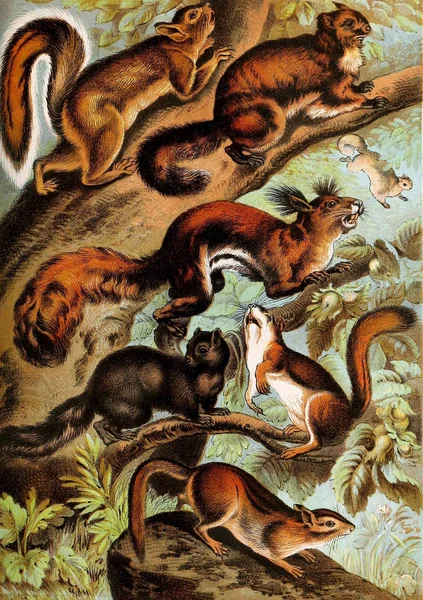 Ілюстрація Ссавців Джонсона Побутової Книги Природи Містить Повну Цікаві Описи — стокове фото