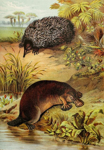 Illustration Von Säugetieren Johnson Housebook Nature Mit Vollständigen Und Interessanten — Stockfoto