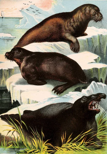 Illustration Mammals Johnson Household Book Nature Containing Full Interesting Descriptions — Stock Photo, Image