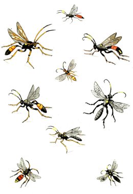 Eşek arıları, arılar ve yaban arıları. Naturgeschichte, Klassification und Nomenclatur der Insekten vom Bienen 1791