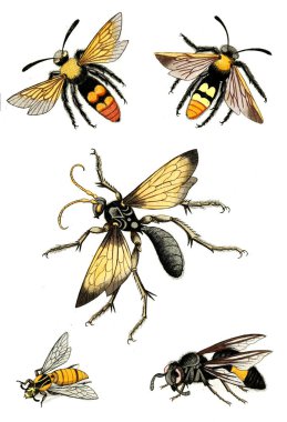 Eşek arıları, arılar ve yaban arıları. Naturgeschichte, Klassification und Nomenclatur der Insekten vom Bienen 1791