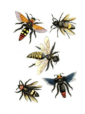 Eşek arıları, arılar ve yaban arıları. Naturgeschichte, Klassification und Nomenclatur der Insekten vom Bienen 1791