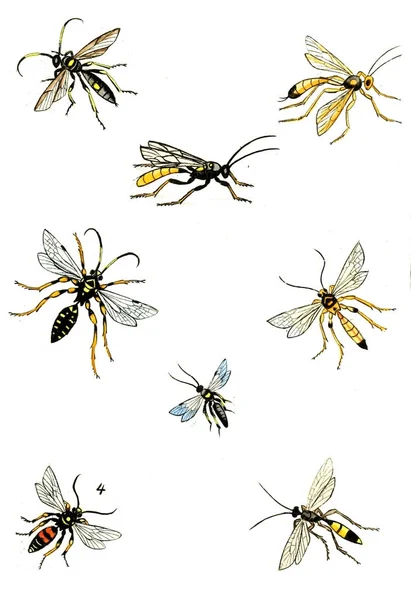 Illustration Guêpes Abeilles Bourdons Naturgeschichte Klassification Und Nomenclatur Der Insekten — Photo