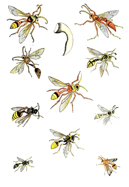 Illustration Guêpes Abeilles Bourdons Naturgeschichte Klassification Und Nomenclatur Der Insekten — Photo