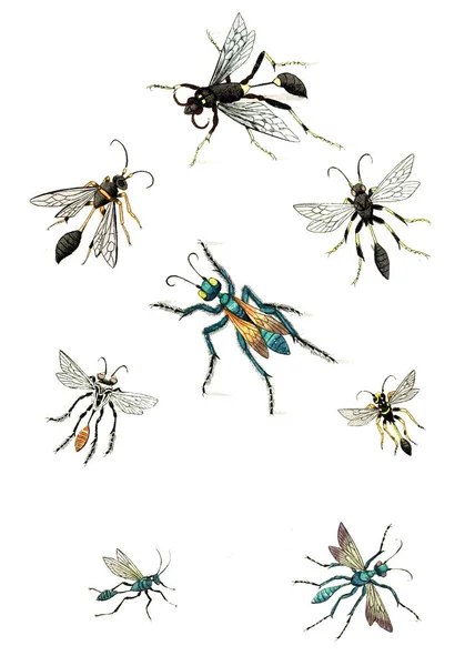 Illustration Guêpes Abeilles Bourdons Naturgeschichte Klassification Und Nomenclatur Der Insekten — Photo