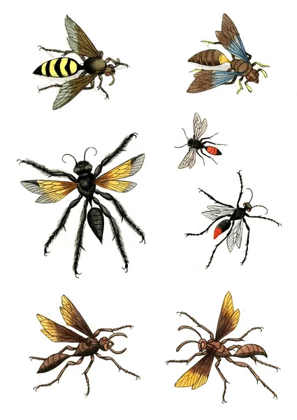 Ilustración Avispas Abejas Abejorros Naturgeschichte Klassification Und Nomenclatur Der Insekten —  Fotos de Stock