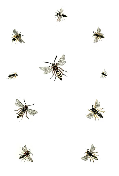 说明黄蜂 蜜蜂和大黄蜂 Naturgeschichte Klassification Und Nomenclatur Der Insekten Vom Bienen — 图库照片