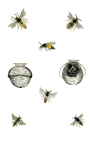 Ilustración Avispas Abejas Abejorros Naturgeschichte Klassification Und Nomenclatur Der Insekten —  Fotos de Stock