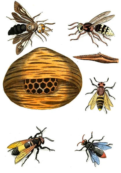 Illusztrációs Darazsak Méhek Poszméhek Naturgeschichte Klassification Und Nomenclatur Der Insekten — Stock Fotó