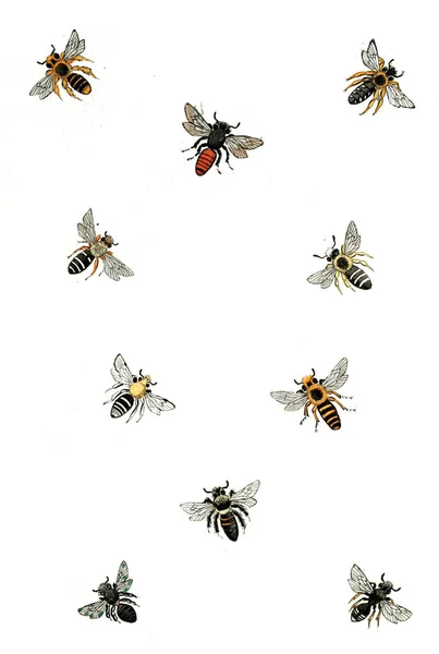 Illustration Wasps Bees Bumblebees Naturgeschichte Klassification Und Nomenclatur Der Insekten — Stock Photo, Image