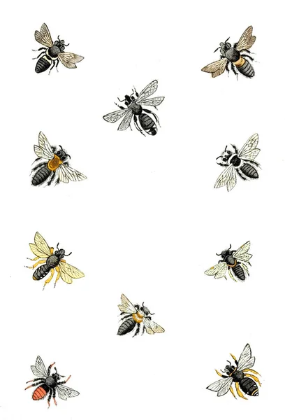 Illustration Wespen Bienen Und Hummeln Naturgeschichte Klassifikation Und Nomenklatur Der — Stockfoto