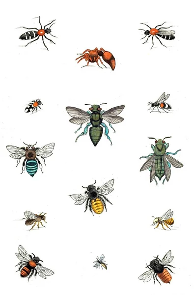 Illustration Guêpes Abeilles Bourdons Naturgeschichte Klassification Und Nomenclatur Der Insekten — Photo