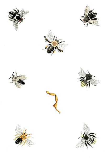 Ilustracja Osy Pszczoły Trzmiele Naturgeschichte Klasyfikacja Nomenclatur Der Insekten Vom — Zdjęcie stockowe