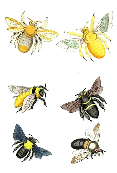 Eşek Arıları Arılar Yaban Arıları Naturgeschichte Klassification Und Nomenclatur Der — Stok fotoğraf