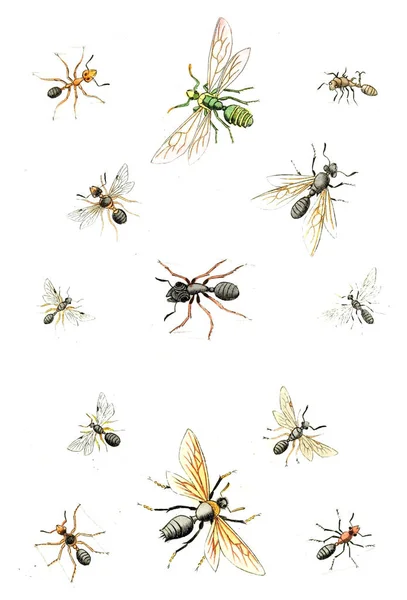 Ilustrační Vosy Včely Čmeláky Naturgeschichte Klassification Und Nomenclatur Der Insekten — Stock fotografie