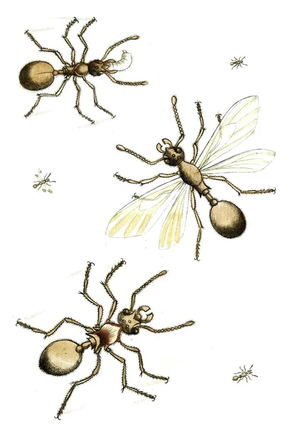 Ілюстровані Оси Бджоли Джмелі Naturgeschichte Klassification Und Nomenclatur Der Insekten — стокове фото